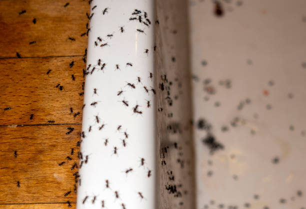 Best Spider Control Near Me  in Coos Bay, OR